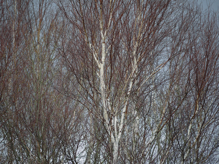 Birch and willow02.jpg